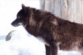 Young black canadian wolf looks out for its prey.