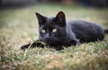 Black cat lying in the grass