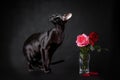 Young black cat of oriental breed sitting near red rose bouquet against black background. Greeting card Saint Valentine`s Day Royalty Free Stock Photo