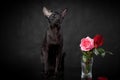 Young black cat of oriental breed sitting near red rose bouquet against black background. Royalty Free Stock Photo