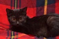 Young black cat on a red Royalty Free Stock Photo