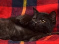 Young black cat on a red Royalty Free Stock Photo