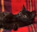 Young black cat on a red Royalty Free Stock Photo