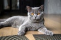 Young black cat sitting on a wooden floor in the house, blue British Shorthair cat, dark orange eyes, pure pedigree, beautiful and Royalty Free Stock Photo