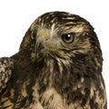 Young Black-chested Buzzard-eagle Royalty Free Stock Photo