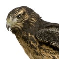 Young Black-chested Buzzard-eagle Royalty Free Stock Photo