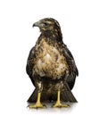 Young Black-chested Buzzard-eagle Royalty Free Stock Photo