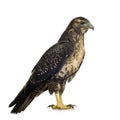 Young Black-chested Buzzard-eagle Royalty Free Stock Photo