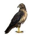 Young Black-chested Buzzard-eagle Royalty Free Stock Photo