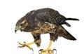 Young Black-chested Buzzard-eagle Royalty Free Stock Photo