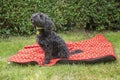 Young black cockapoo dog sitting on a red picnic blanket on green grass Royalty Free Stock Photo