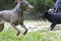 Three dogs play fighting in sand Royalty Free Stock Photo