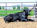 Young Black Cow Bull Farm