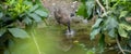 A young black-crowned night heron juvenile Nycticorax nycticorax hiding in a bush Royalty Free Stock Photo