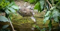 A young black-crowned night heron juvenile Nycticorax nycticorax hiding in a bush Royalty Free Stock Photo