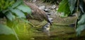 A young black-crowned night heron juvenile Nycticorax nycticorax hiding in a bush Royalty Free Stock Photo