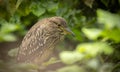 A young black-crowned night heron juvenile Nycticorax nycticorax hiding in a bush Royalty Free Stock Photo