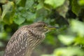 A young black-crowned night heron juvenile Nycticorax nycticorax hiding in a bush Royalty Free Stock Photo