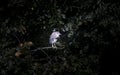 A young black-crowned night heron juvenile Nycticorax nycticorax hiding in a bush Royalty Free Stock Photo