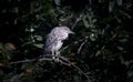 A young black-crowned night heron juvenile Nycticorax nycticorax hiding in a bush Royalty Free Stock Photo