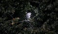 A young black-crowned night heron juvenile Nycticorax nycticorax hiding in a bush Royalty Free Stock Photo