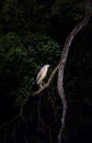 A young black-crowned night heron juvenile Nycticorax nycticorax hiding in a bush Royalty Free Stock Photo