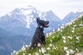 Young black doberman breed dog hiking in mountains