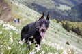 Young black doberman breed dog hiking in mountains