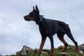 Young black doberman breed dog hiking in mountains