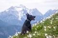 Young black doberman breed dog hiking in mountains