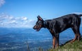 Young black doberman breed dog hiking in mountains