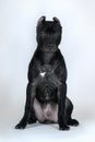 Young black dog of American Pitbull Terrier breed  sitting on white background. Royalty Free Stock Photo