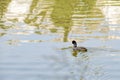 Young Black Duck