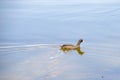 Young Black Duck