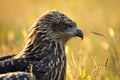 Black young eagle. Royalty Free Stock Photo