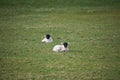 Young black faced spring lambs in a field Royalty Free Stock Photo