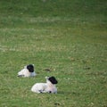 Young black faced spring lambs in a field Royalty Free Stock Photo