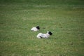 Young black faced spring lambs in a field