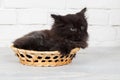 Young black fluffy kitten in the basket Royalty Free Stock Photo