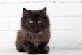 Young black fluffy kitten Royalty Free Stock Photo