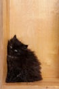 Young black fluffy kitten Royalty Free Stock Photo