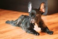 Young Black French Bulldog Dog Puppy With Closed Eyes Sitting On Laminate Floor Indoor Home. Funny Dog Black French Royalty Free Stock Photo