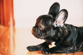 Young Black French Bulldog Dog Puppy Sitting On Laminate Floor Indoor Home. Funny Dog Baby Royalty Free Stock Photo