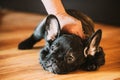 Young Black French Bulldog Dog Puppy Sitting On Laminate Floor Indoor Home. Funny Dog Baby. Pett A Puppy. Pets Royalty Free Stock Photo