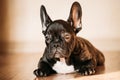 Young Black French Bulldog Dog Puppy Sitting On Laminate Floor Royalty Free Stock Photo