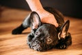 Young Black French Bulldog Dog Puppy Sitting On Laminate Floor Royalty Free Stock Photo