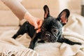Young Black French Bulldog Dog Puppy With White Spot Sitting Indoor Home. Woman Is Stroking A Puppy. Royalty Free Stock Photo
