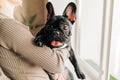 Young Black French Bulldog Dog Puppy With White Spot Sitting Indoor Home. Woman Is Stroking A Puppy. Royalty Free Stock Photo