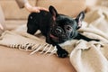 Young Black French Bulldog Dog Puppy With White Spot Sitting Indoor Home. Woman Is Stroking A Puppy. Royalty Free Stock Photo