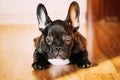 Young Black French Bulldog Dog Puppy Sitting On Laminate Floor Indoor Home. Funny Dog Baby Royalty Free Stock Photo